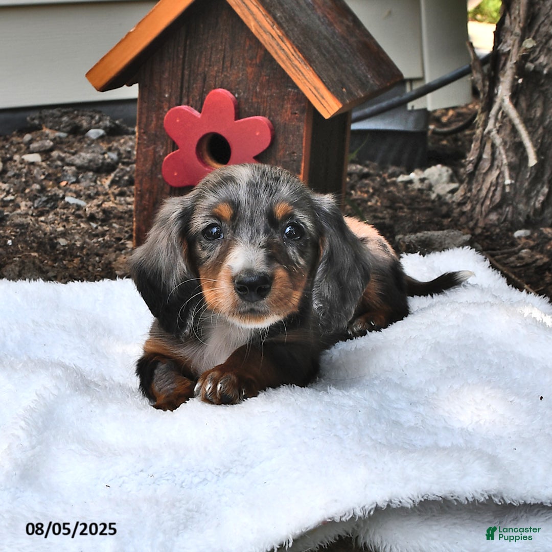 Miniature Dachshund dogs for sale: Musketeer - Special Needs - Image 1