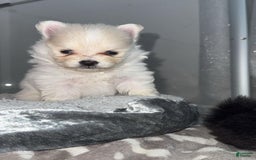 Pomeranian dogs for sale: Kim - Image 3