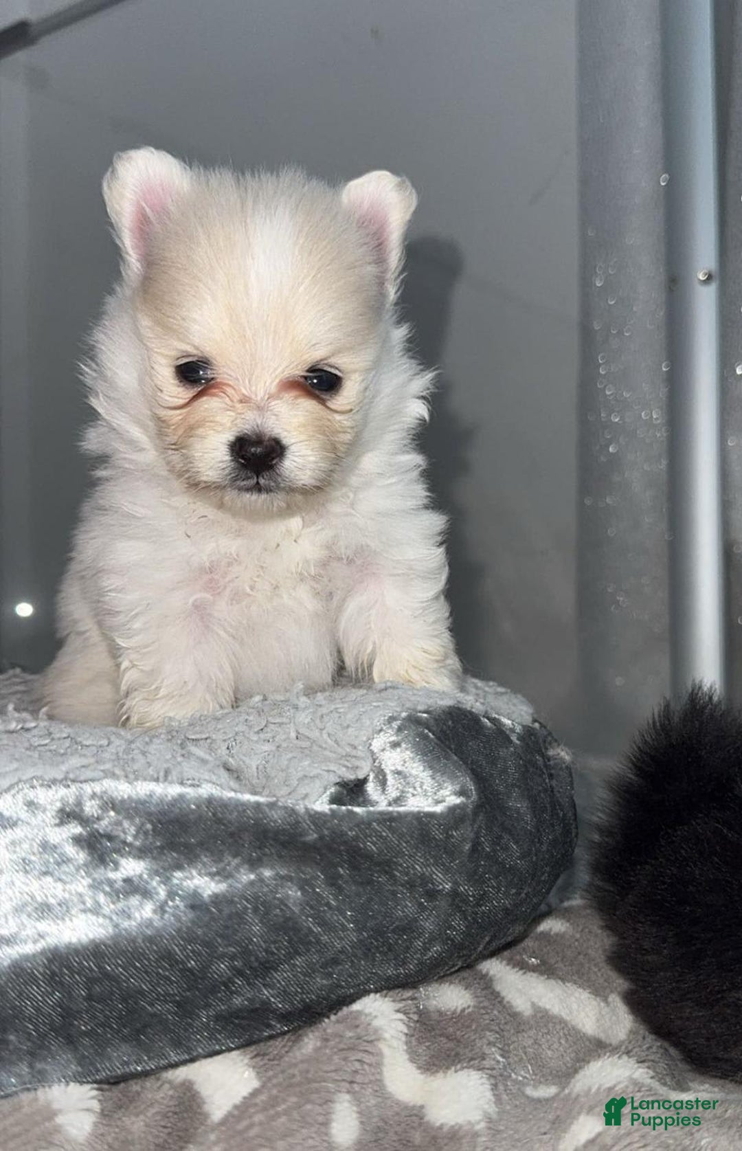 Pomeranian dogs for sale: Kim - Image 3