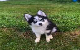 Pomsky dogs for sale: Chai - Image 21