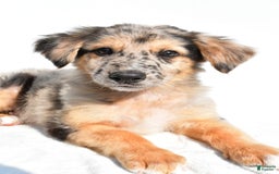 German Shepherd dogs for sale: German Shepherd 3 puppies - Image 10