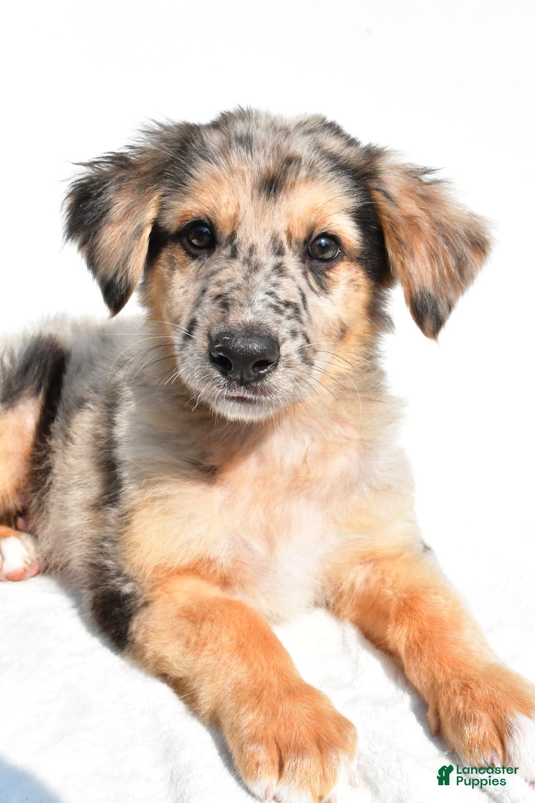 German Shepherd dogs for sale: German Shepherd 3 puppies - Image 10