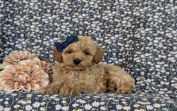 Bichpoo dogs for sale: Jewel - Image 4