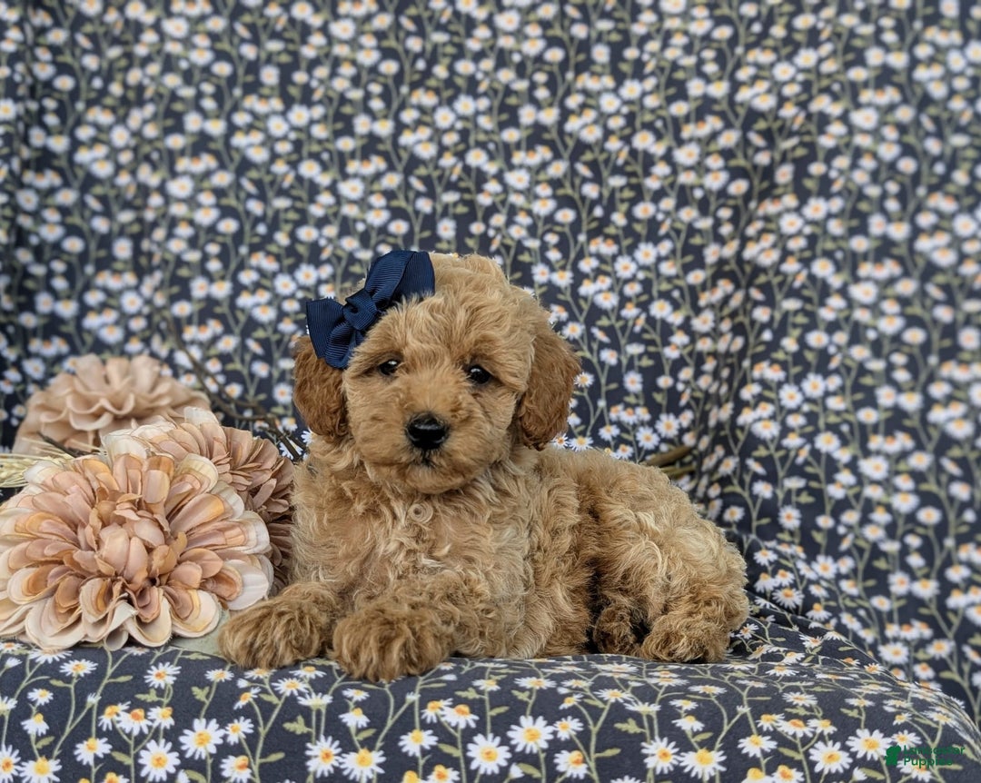 Bichpoo dogs for sale: Jewel - Image 4