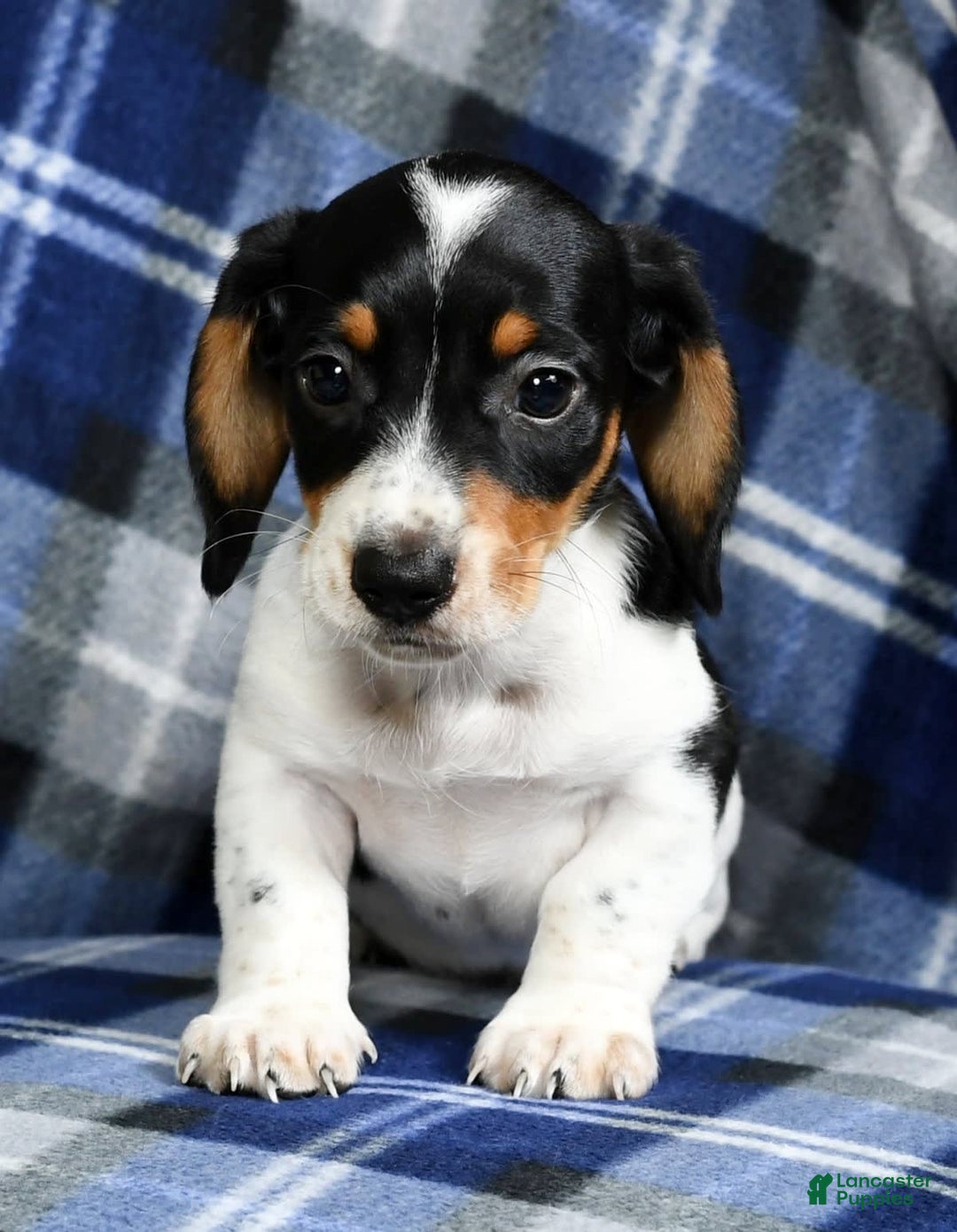 Miniature Dachshund dogs for sale: Buster - Image 8