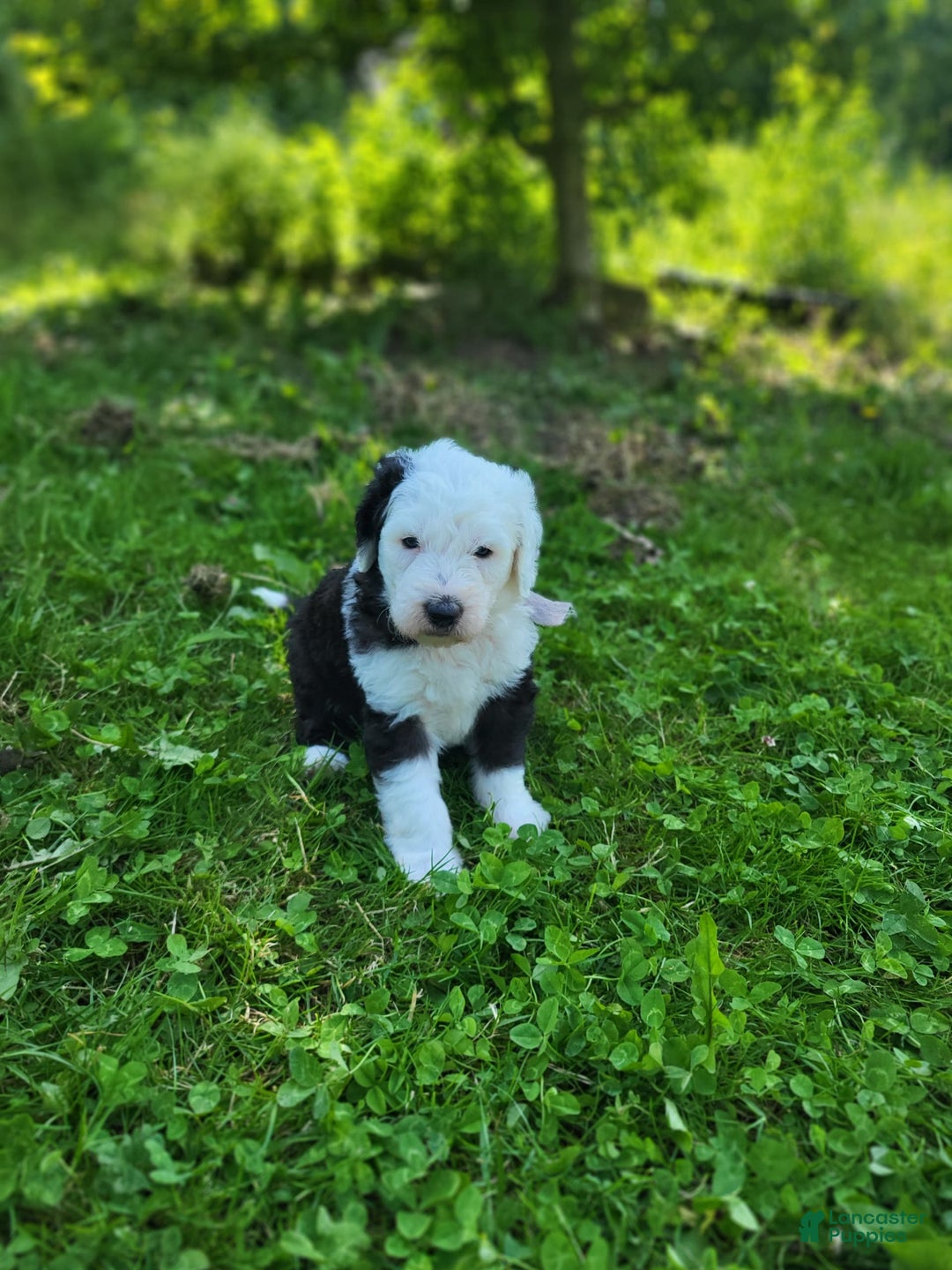 Old English Sheepdog dogs for sale: Aspen - Image 1