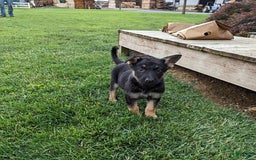 German Shepherd dogs for sale: German Shepherd 8 puppies - Image 18