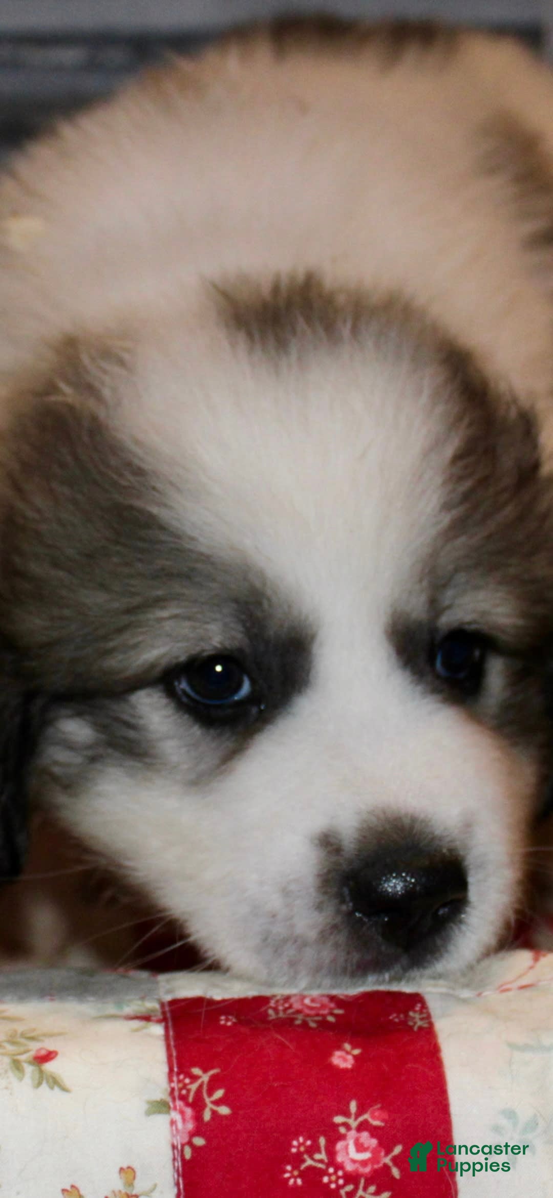 Great Pyrenees dogs for sale: Purple - Image 5