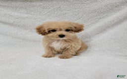 Maltipoo dogs for sale: Maverick - Image 10