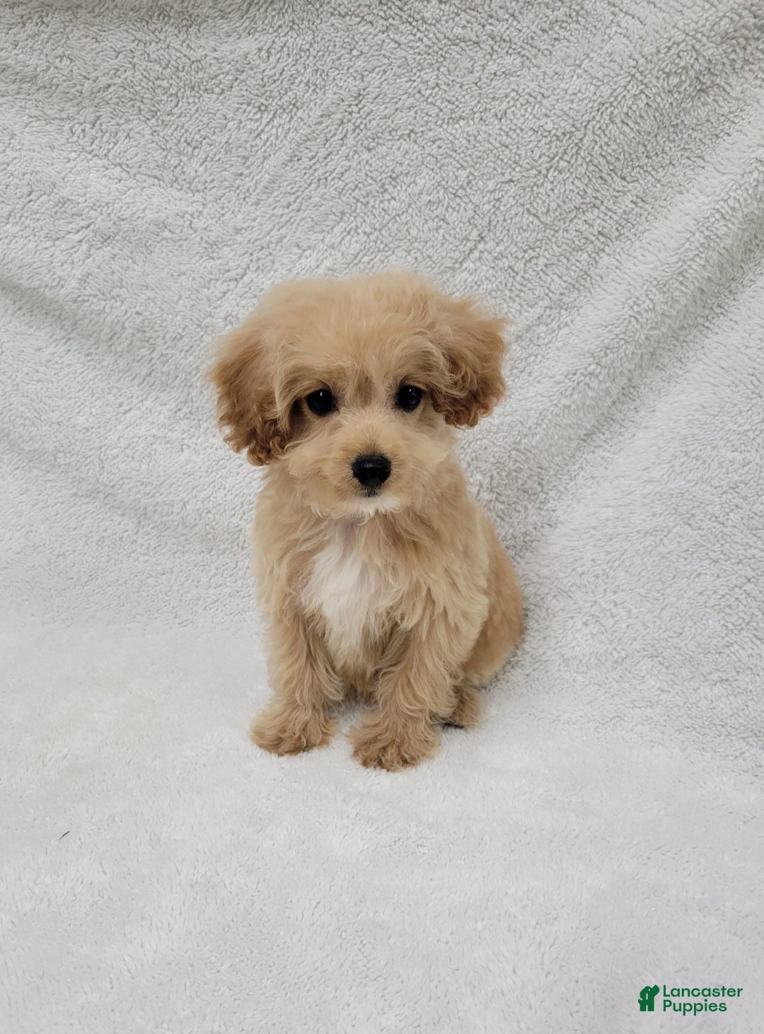 Maltipoo dogs for sale: Maverick - Image 10