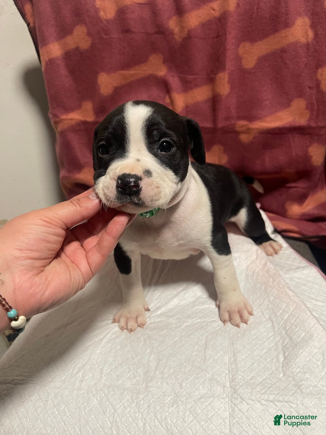 American Bully dogs for sale: Berlin - Image 4