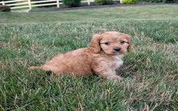 Cavapoo dogs for sale: Rusty - Image 4