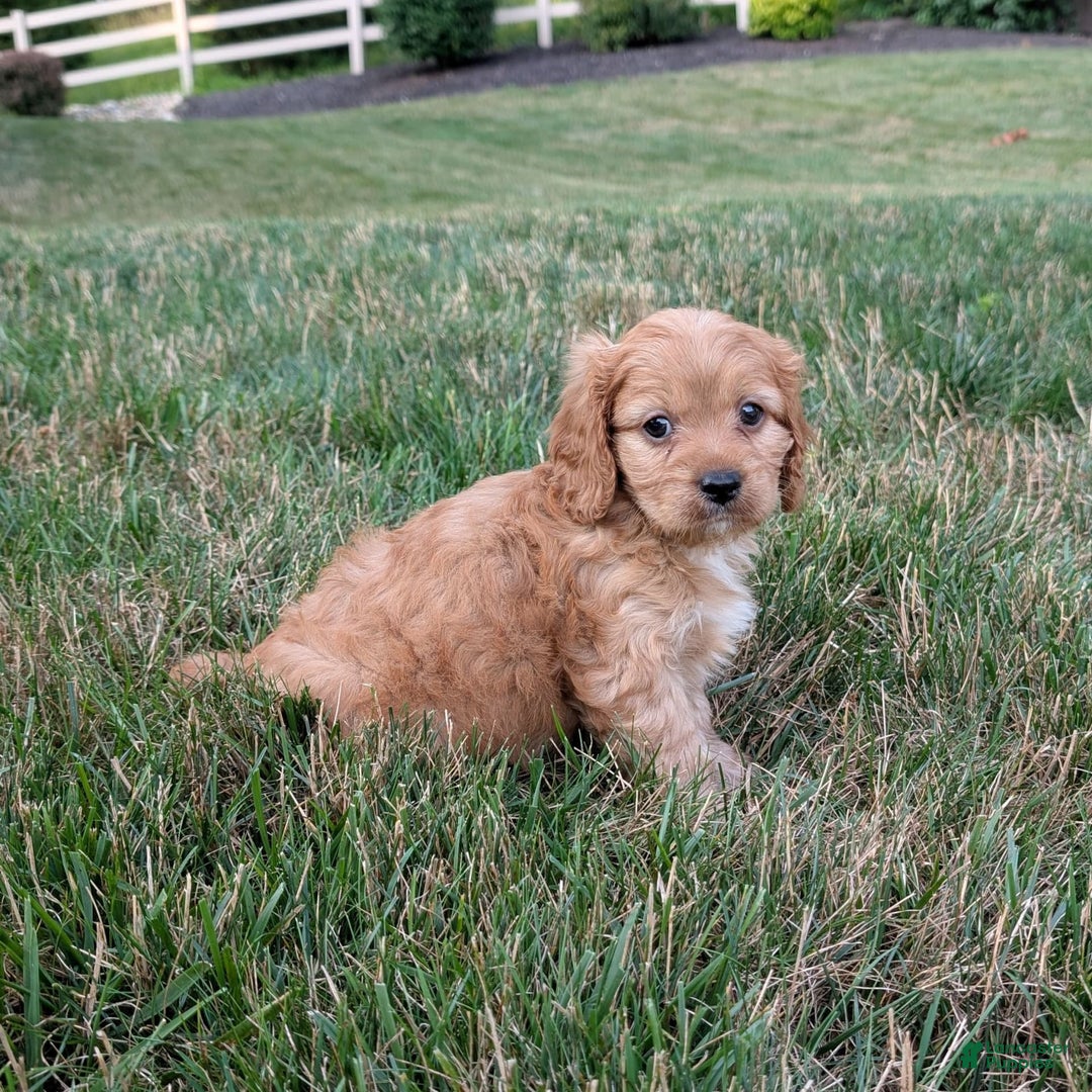 Cavapoo dogs for sale: Rusty - Image 4
