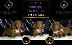 Miniature Dachshund dogs for sale: Shaylee - Image 3