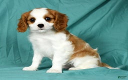 Cavalier King Charles Spaniel dogs for sale: Ike - Image 1