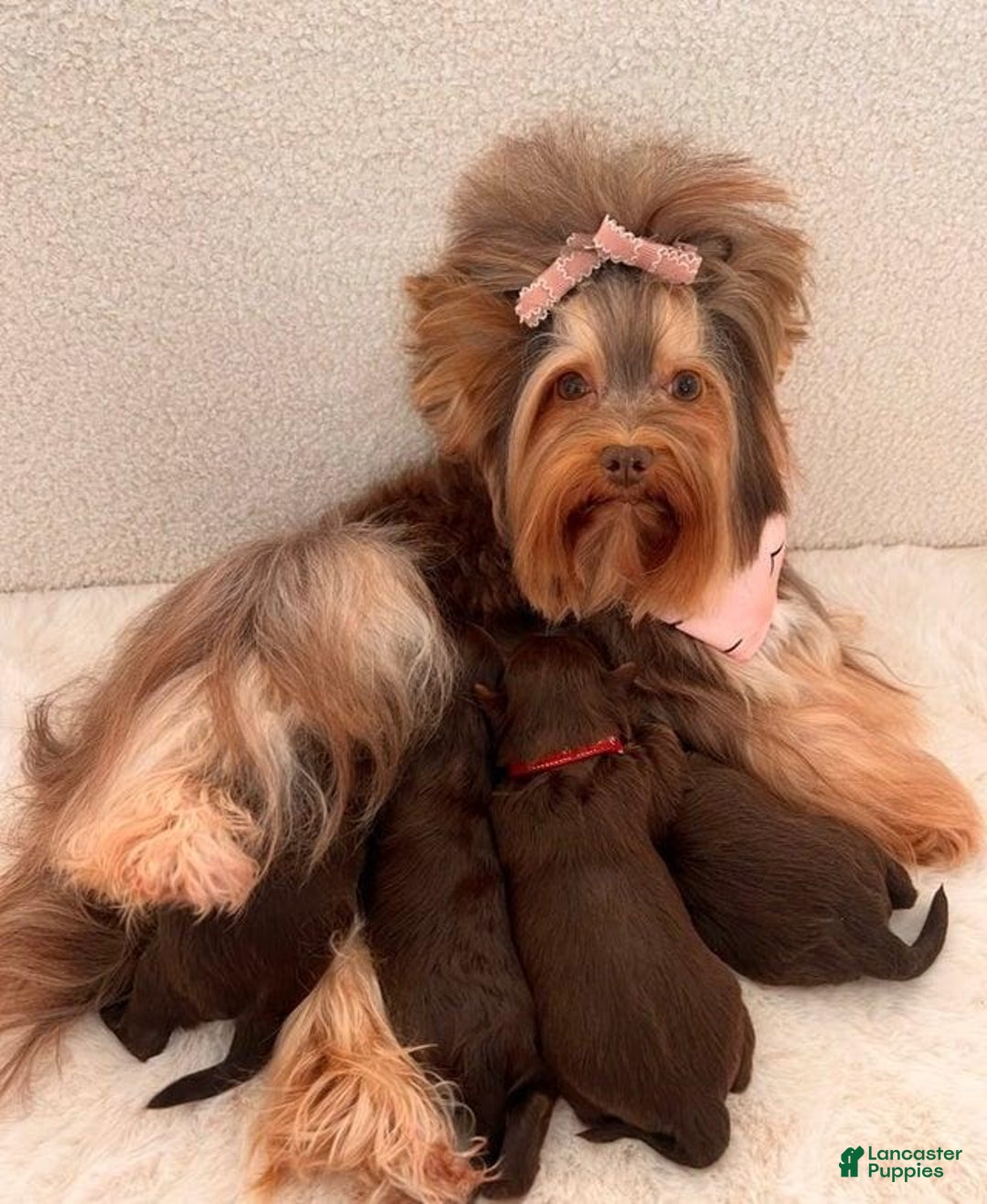 Yorkshire Terrier dogs for sale: Zelie - Image 7
