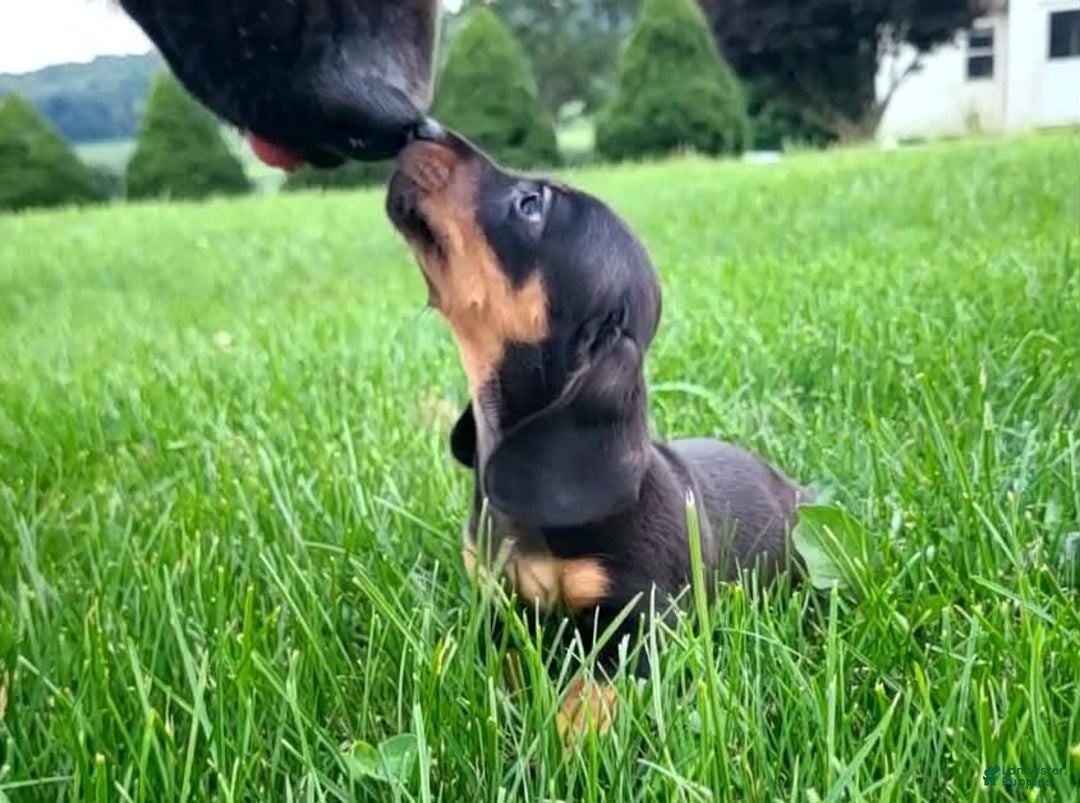 Miniature Dachshund dogs for sale: Davie - Image 2