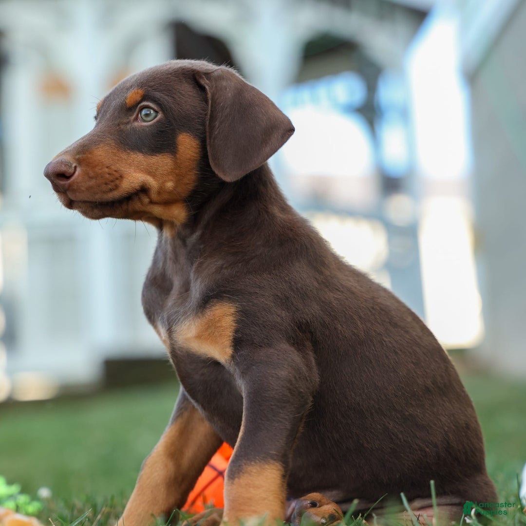 Doberman Pinscher dogs for sale: Domino - Image 15