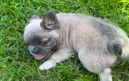 French Bulldog dogs for sale: CHEWIE - Image 10
