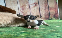 Toy Fox Terrier dogs for sale: Biggie - Image 9