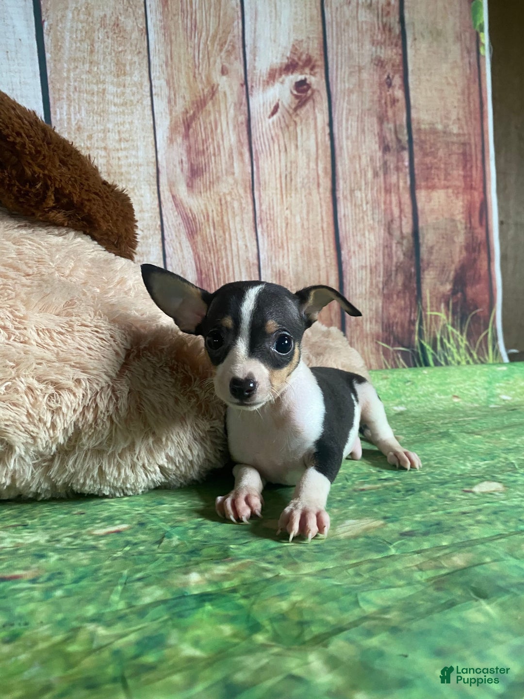 Toy Fox Terrier dogs for sale: Biggie - Image 9