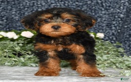 Yorkiepoo dogs for sale: Lucas - Image 3