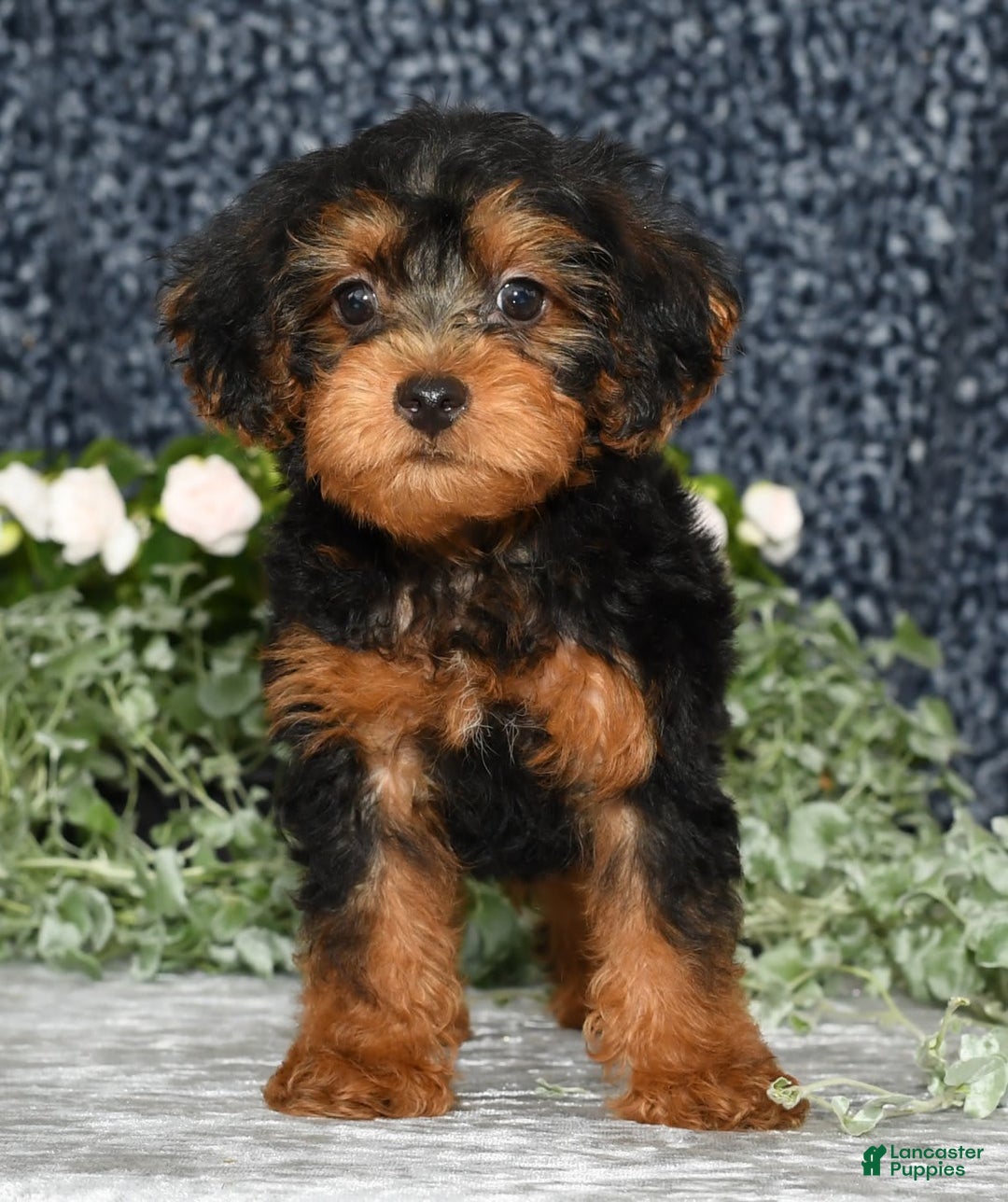 Yorkiepoo dogs for sale: Lucas - Image 3