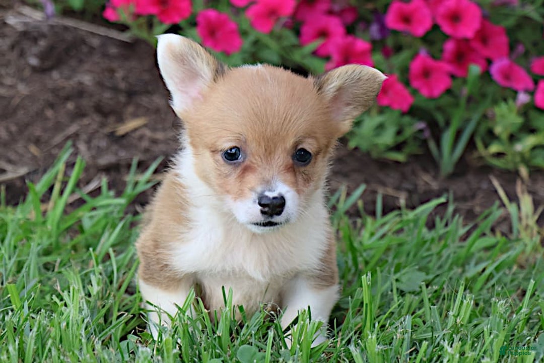 Welsh Corgi Pembroke dogs for sale: Dawson - Image 5