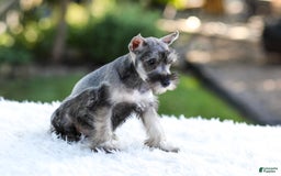 Miniature Schnauzer dogs for sale: Blaze - Image 7