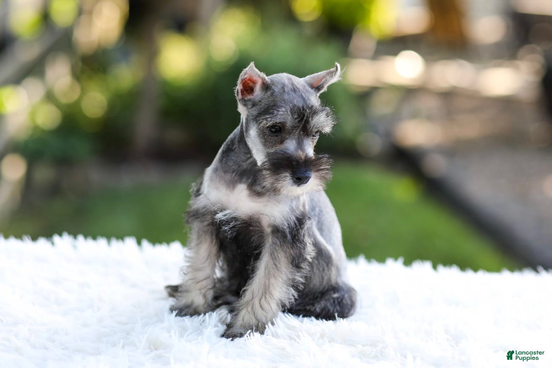 Miniature Schnauzer dogs for sale: Blaze - Image 3