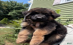German Shepherd dogs for sale: Diesel - Image 2