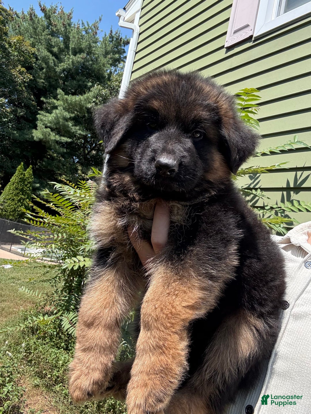 German Shepherd dogs for sale: Diesel - Image 2