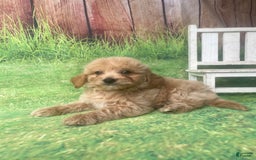 Mini Goldendoodle dogs for sale: Kona - Image 9