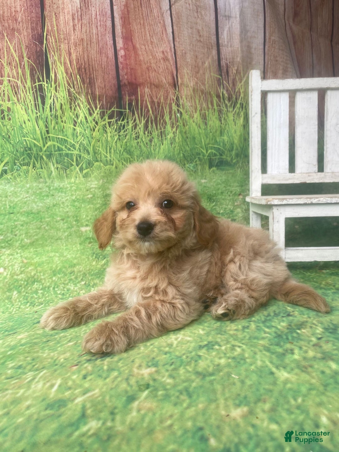 Mini Goldendoodle dogs for sale: Kona - Image 9