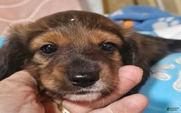 Dachshund dogs for sale: Simba - Image 2