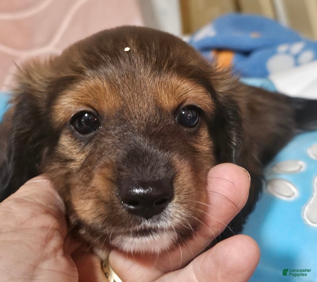 Dachshund dogs for sale: Simba - Image 2