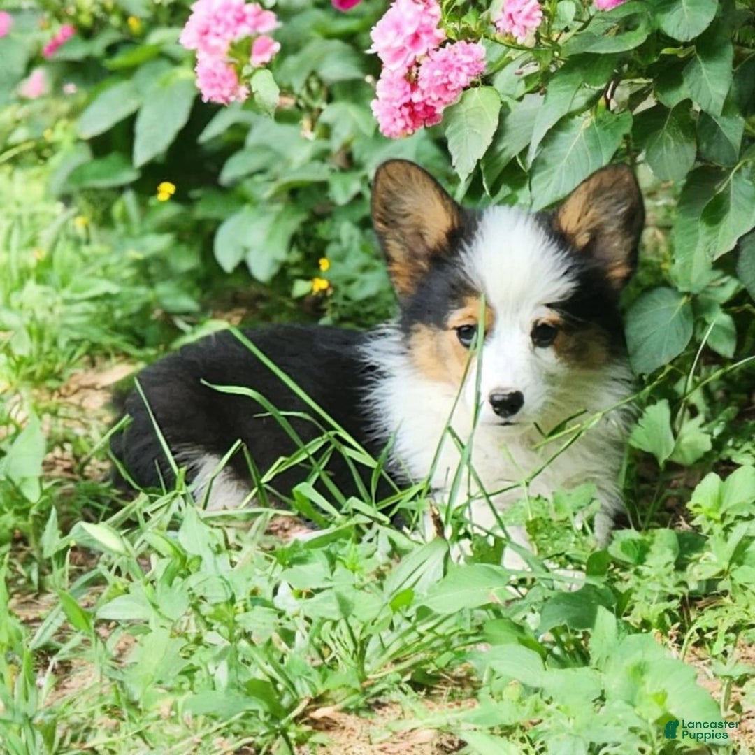 Welsh Corgi Pembroke dogs for sale: Trixie Fluffy - Image 12