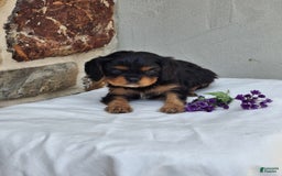 Cavalier King Charles Spaniel dogs for sale: Sparkle - Image 7