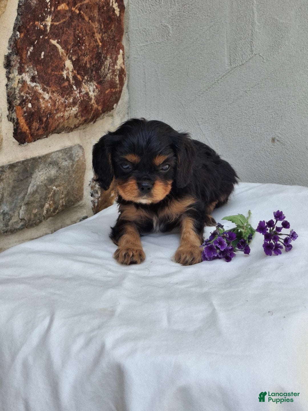Cavalier King Charles Spaniel dogs for sale: Sparkle - Image 7