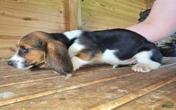 Basset Hound dogs for sale: Beth - Image 1