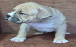 American Bully dogs for sale: National Champion Jack - Image 27