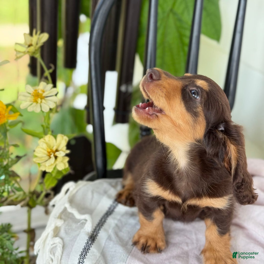 Miniature Dachshund dogs for sale: Miniature Dachshund 7 puppies - Image 21