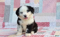 Mini Aussiedoodle dogs for sale: Mini Baby - Image 1