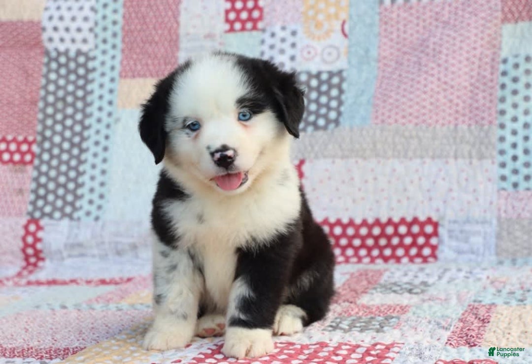 Mini Aussiedoodle dogs for sale: Mini Baby - Image 1