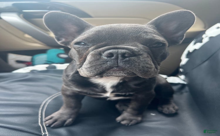French Bulldog dogs for sale - Ad 1