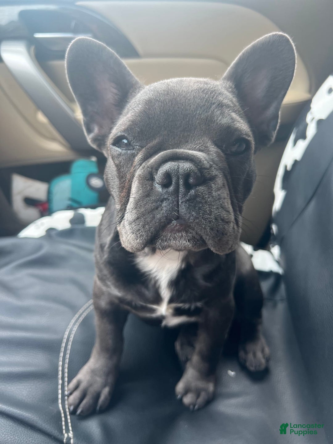 French Bulldog dogs for sale: Lili - Image 1