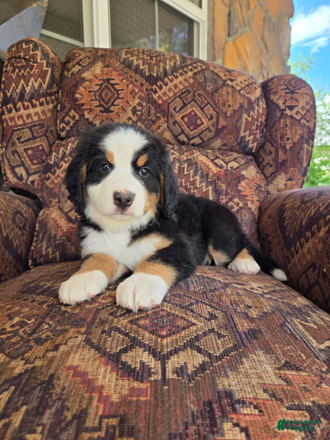 Bernese Mountain Dog dogs for sale: Pixie - Image 1
