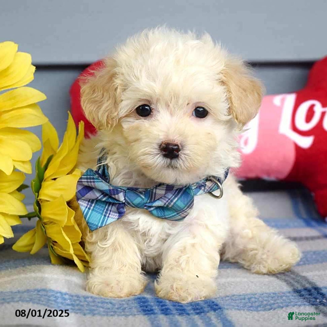 Maltipoo dogs for sale: Max - Image 11