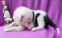Border Collie dogs for sale: Bambi - Image 17