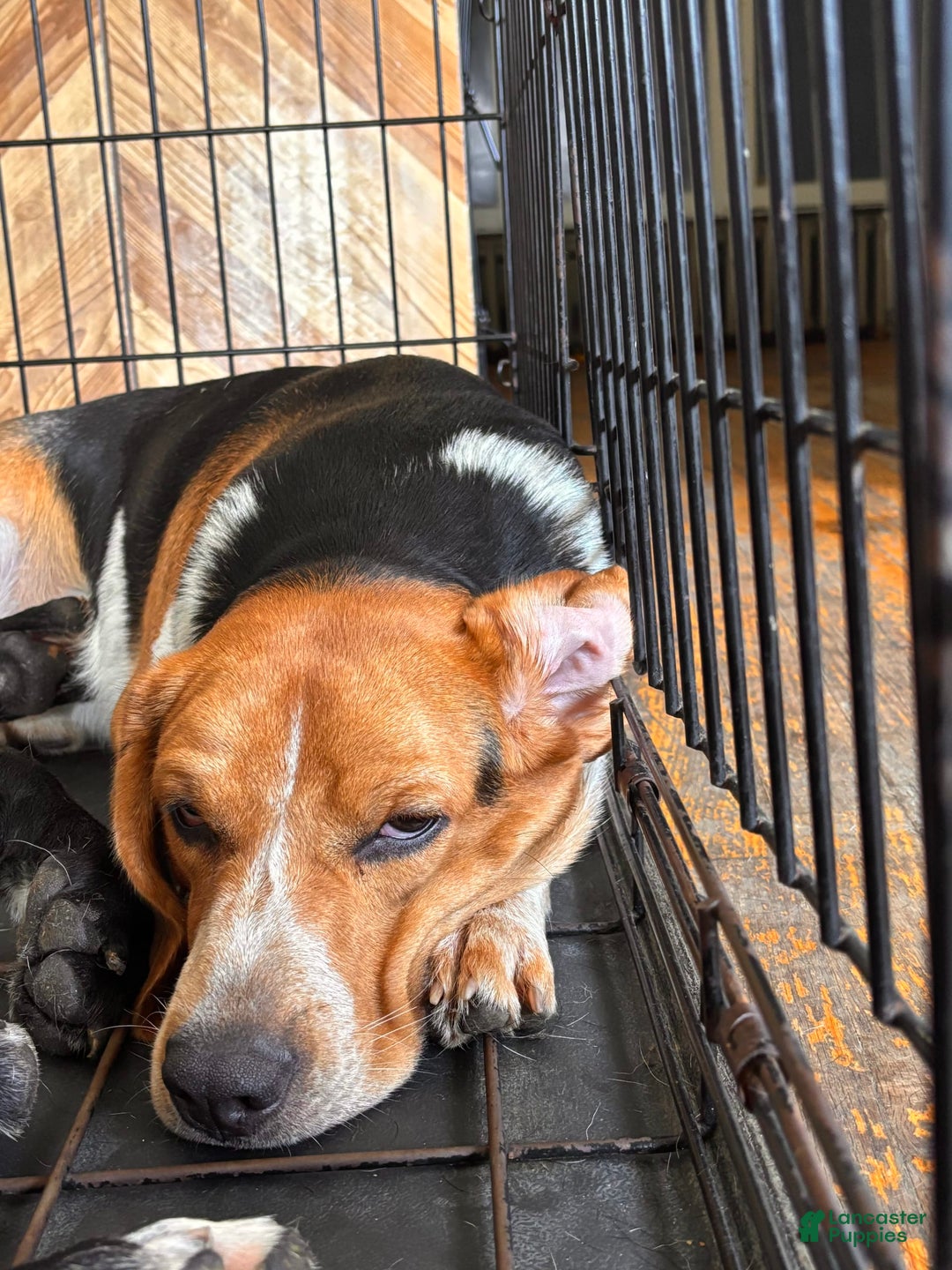 Beagle dogs for sale: Aslam - Image 1